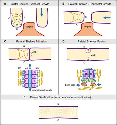 Extracellular Matrix Composition and Remodeling: Current Perspectives on Secondary Palate Formation, Cleft Lip/Palate, and Palatal Reconstruction